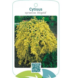 Cytisus xpraecox ‘Allgold’