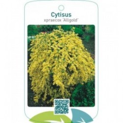 Cytisus xpraecox ‘Allgold’