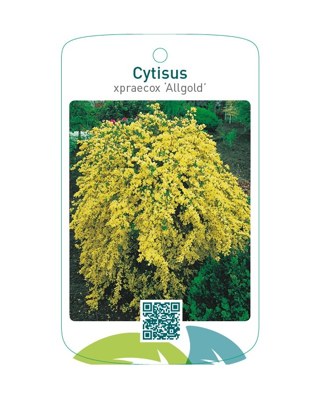 Cytisus xpraecox ‘Allgold’