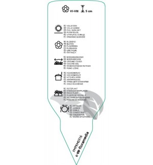 Etichette di Thymus serpyllum  pink *