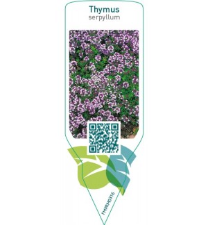 Etiquetas de Thymus serpyllum  pink *