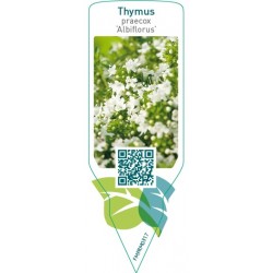 Thymus praecox ‘Albiflorus’