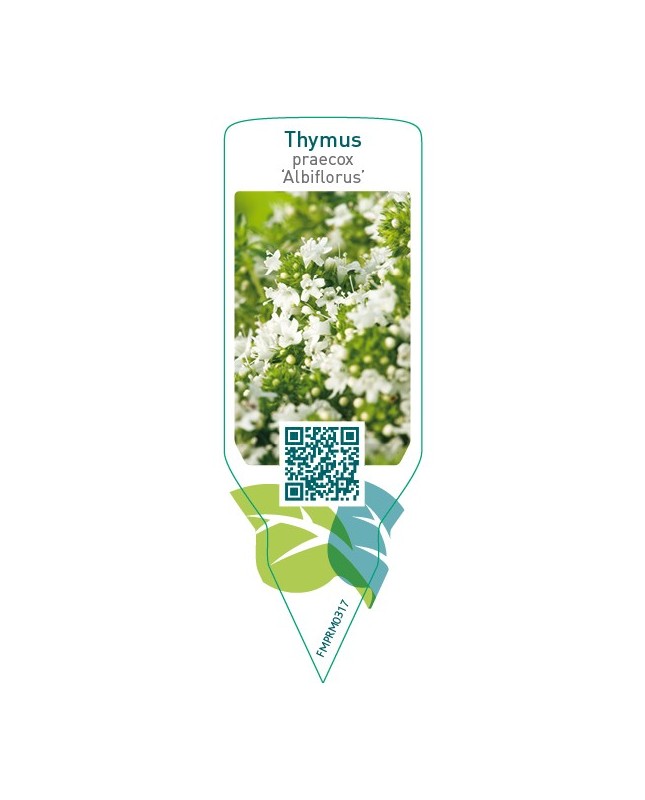Thymus praecox ‘Albiflorus’