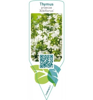 Etiquetas de Thymus praecox ‘Albiflorus’  *
