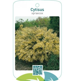 Cytisus xpraecox