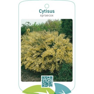 Cytisus xpraecox