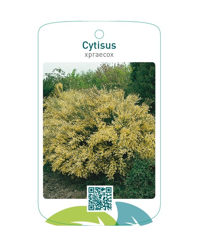 Cytisus xpraecox