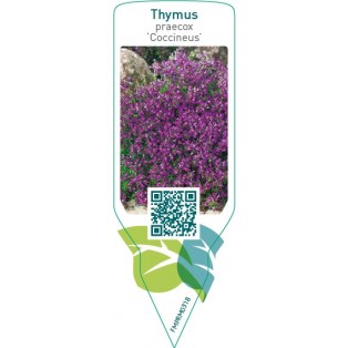 Thymus praecox ‘Coccineus’