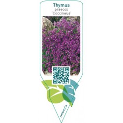 Thymus praecox ‘Coccineus’
