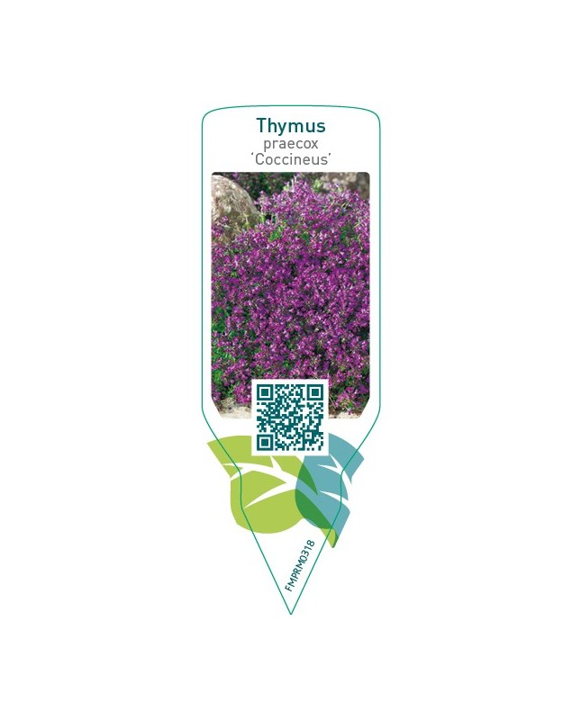 Thymus praecox ‘Coccineus’