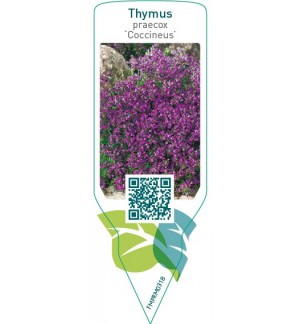Etiquetas de Thymus praecox ‘Coccineus’ *