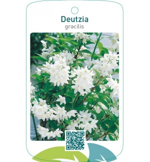 Deutzia gracilis
