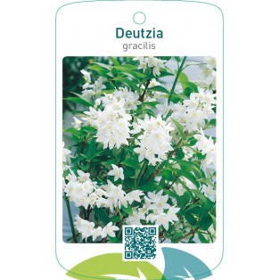 Deutzia gracilis