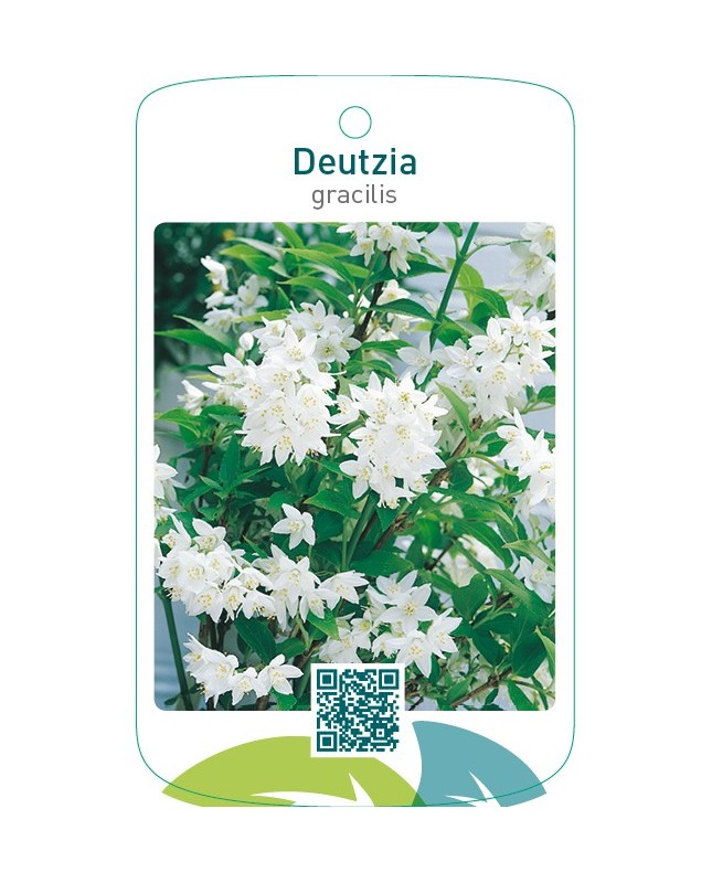Deutzia gracilis