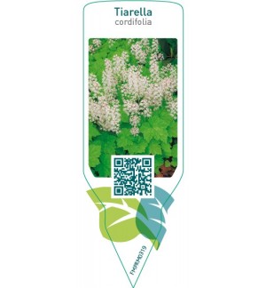 Etiquetas de Tiarella cordifolia *