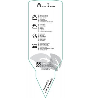 Etichette di Tiarella cordifolia *