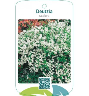 Deutzia scabra