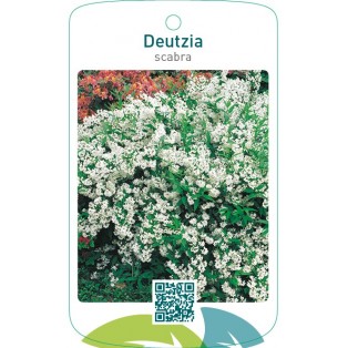 Deutzia scabra