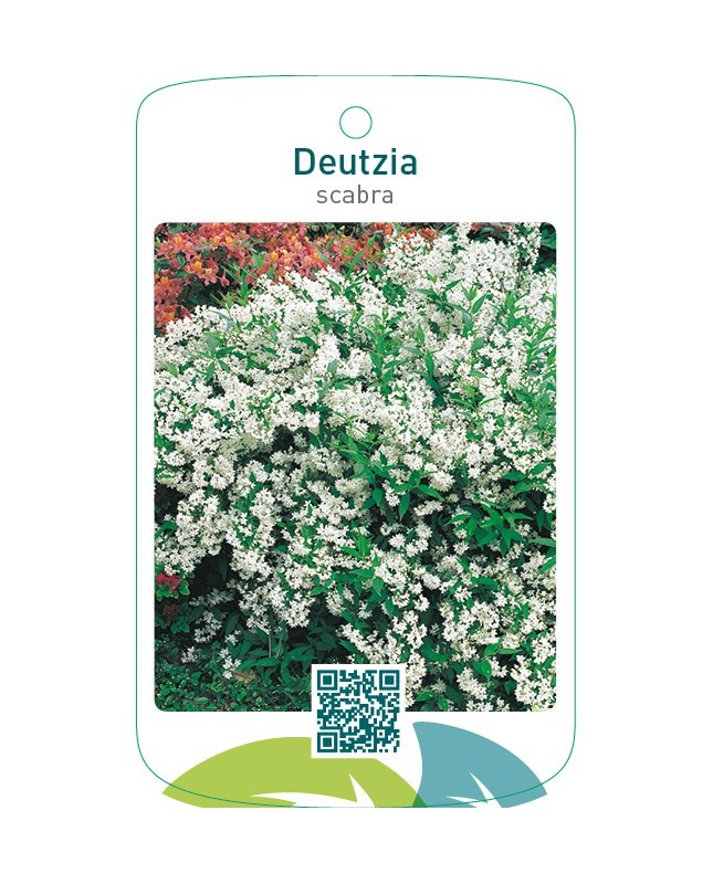 Deutzia scabra