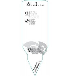 Etichette di Leucophyta brownii *