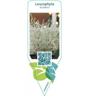 Etichette di Leucophyta brownii *