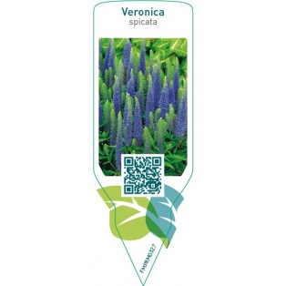 Veronica spicata  blue