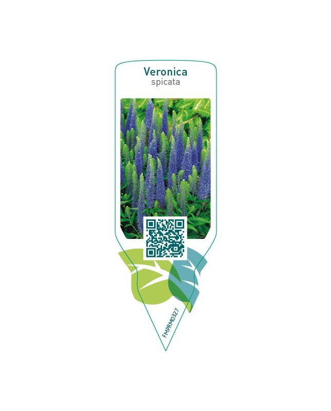 Veronica spicata  blue