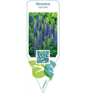 Etichette di Veronica spicata  blue *