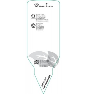 Etichette di Veronica spicata  blue *