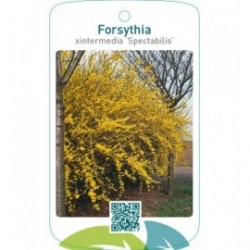 Forsythia xintermedia ‘Spectabilis’