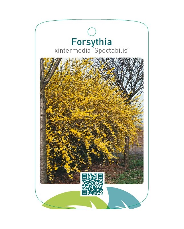 Forsythia xintermedia ‘Spectabilis’