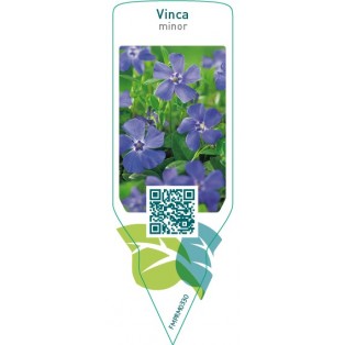 Vinca minor  blue