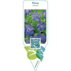 Vinca minor  blue