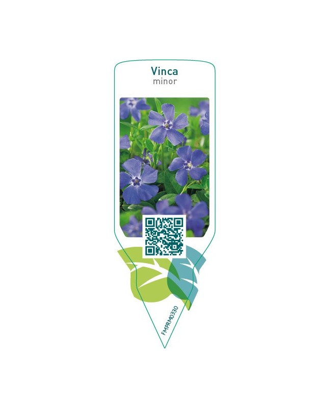 Vinca minor  blue