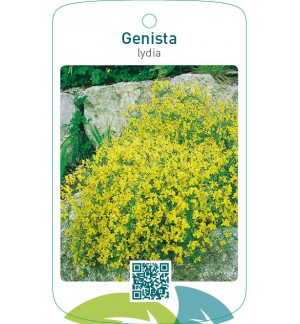Genista lydia