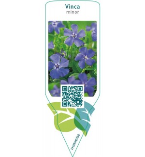 Etichette di Vinca minor  blue *
