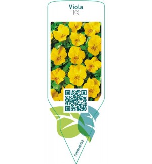Etiquetas de Viola cornuta  geel  *