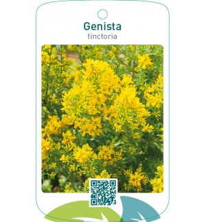 Genista tinctoria