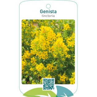 Genista tinctoria