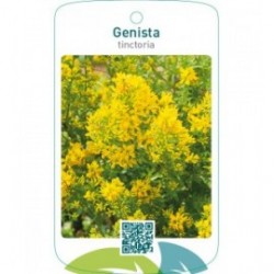 Genista tinctoria