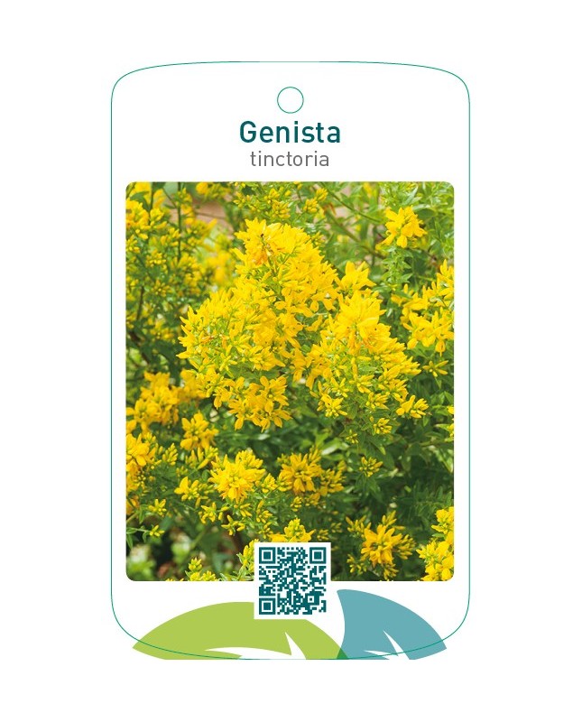 Genista tinctoria