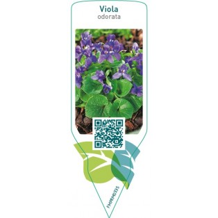 Viola odorata