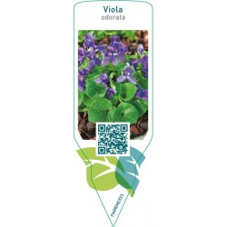 Viola odorata
