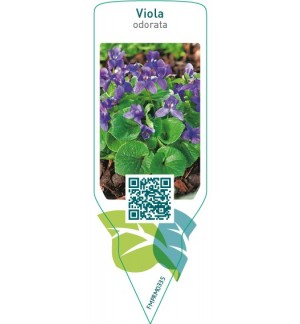 Etiquetas de Viola odorata *