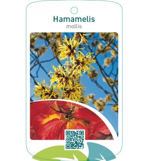 Hamamelis mollis