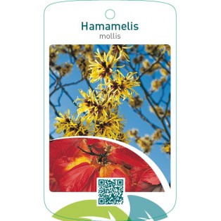 Hamamelis mollis