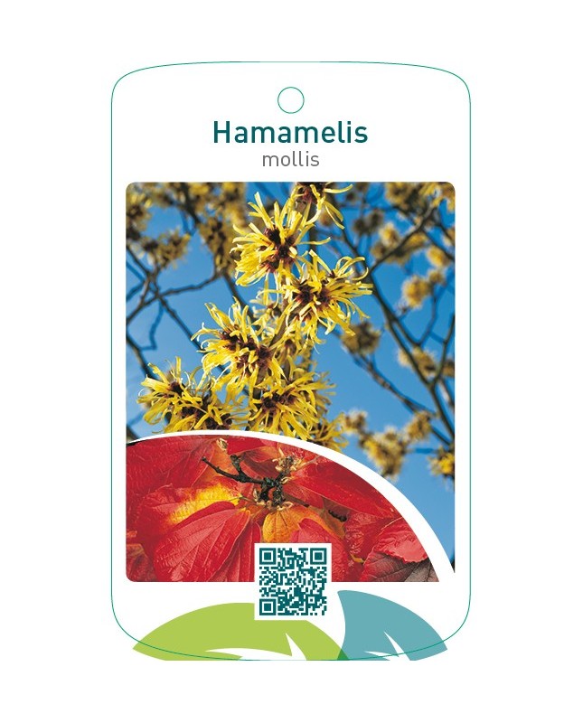 Hamamelis mollis