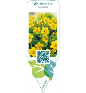 Etichette di Waldsteinia ternata *