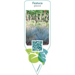Festuca glauca