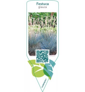 Etichette di Festuca glauca *